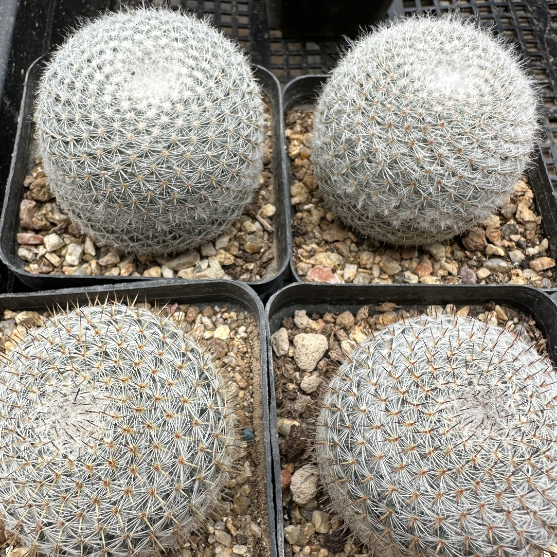 希望丸实生4厘米以上择优发货1颗多肉