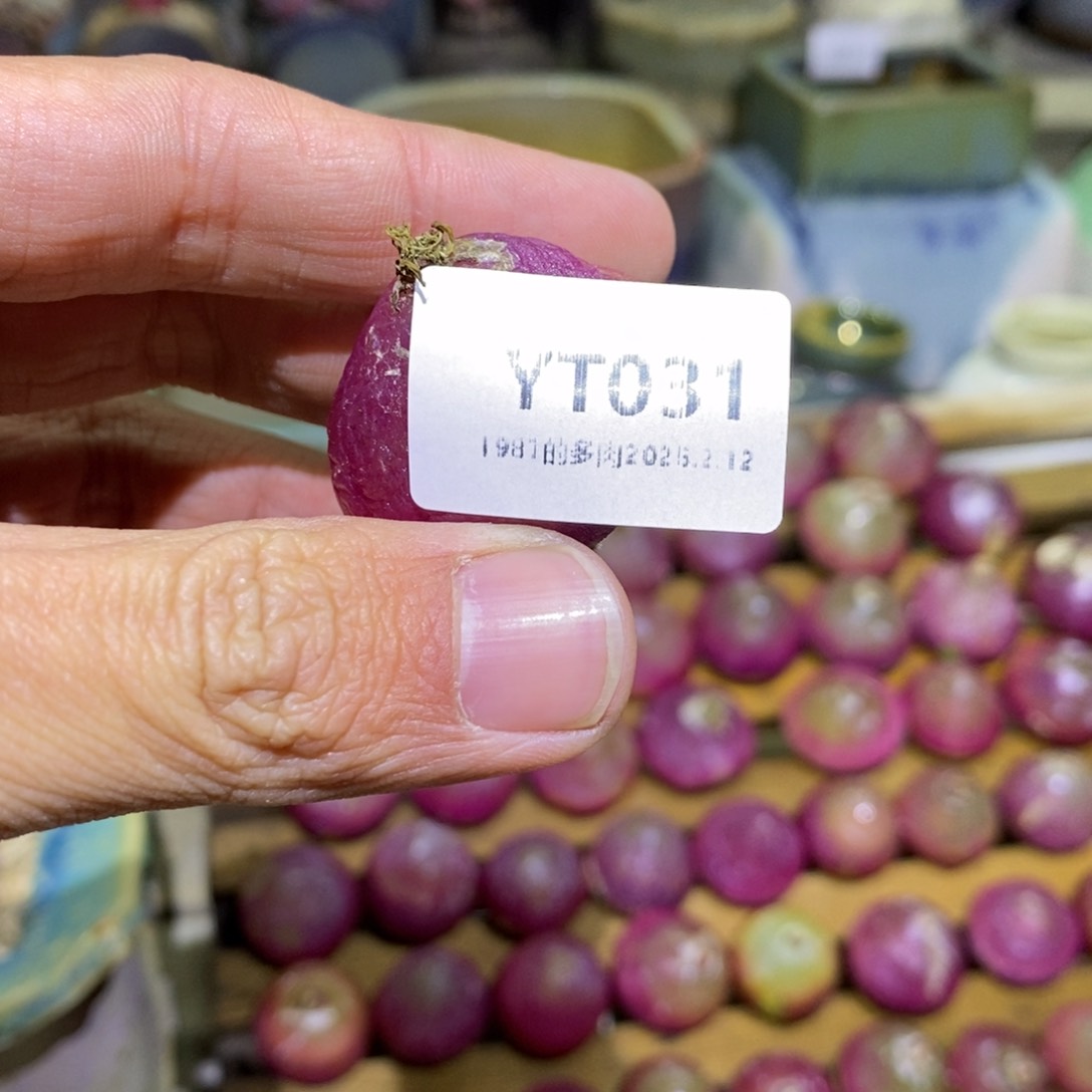 粗砂花盆臭****YT031已配已配