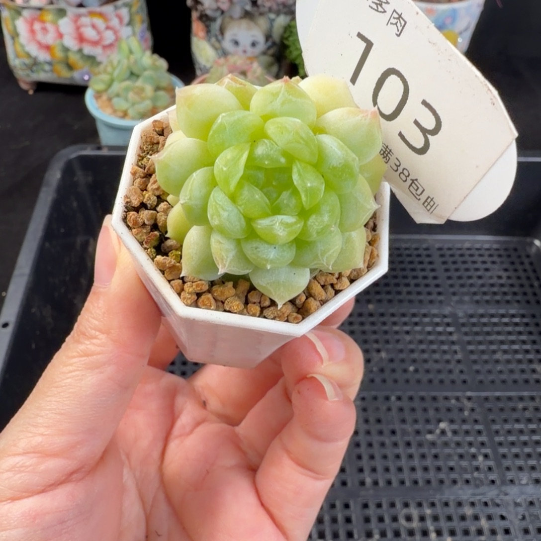 甜心苍雪三头福利103号