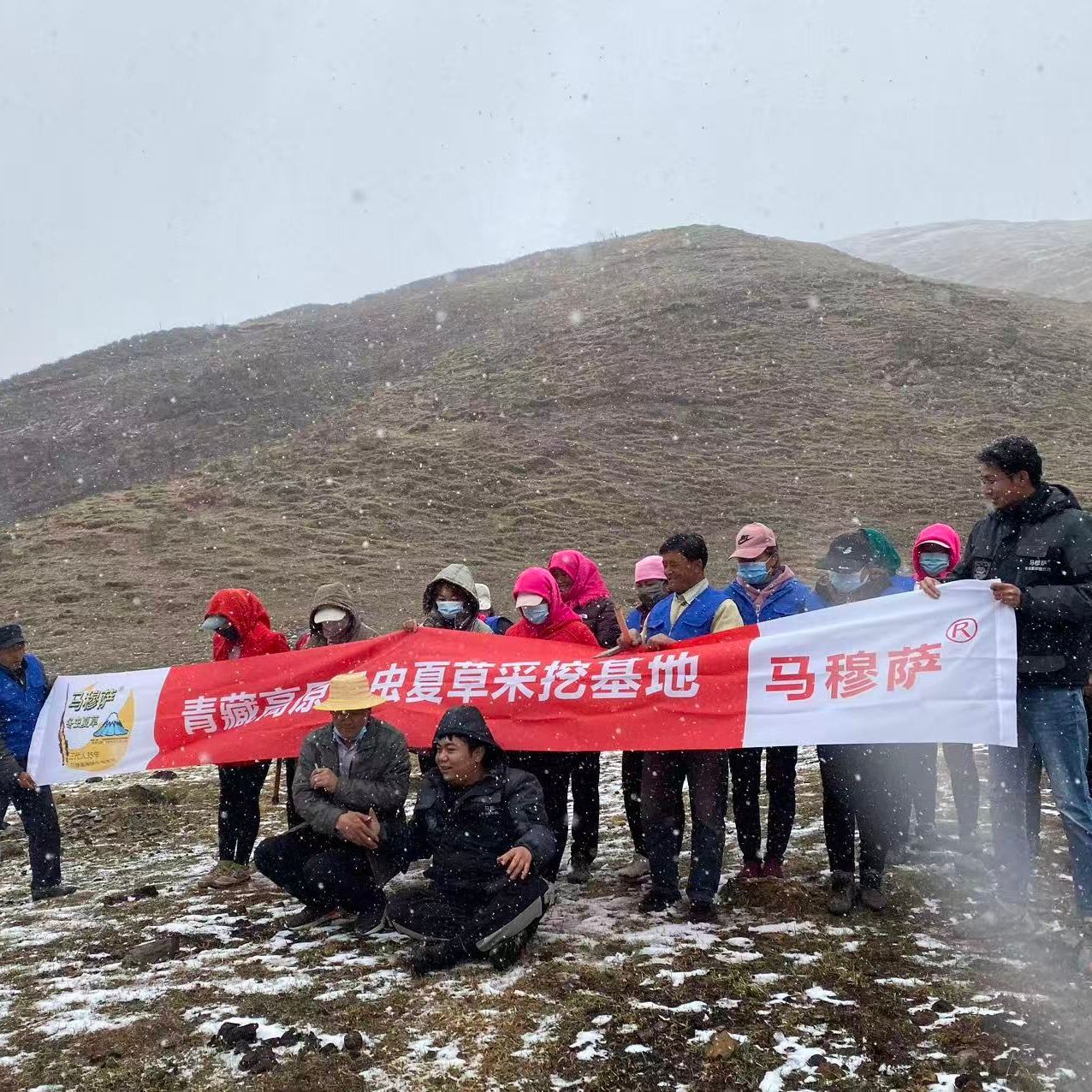 【纯野特大草】西藏青海甄选2根/g高海拔冬虫夏草马穆萨虫草