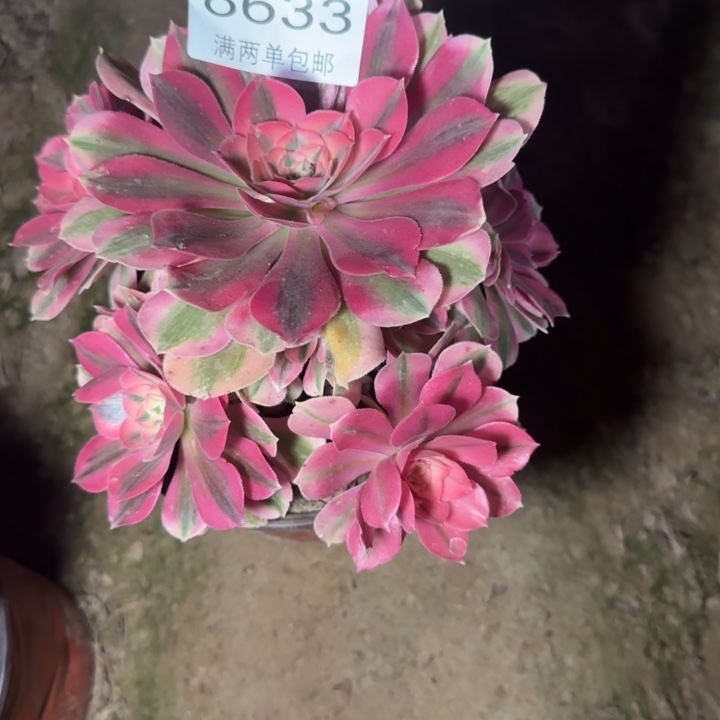 8633女巫多肉植物