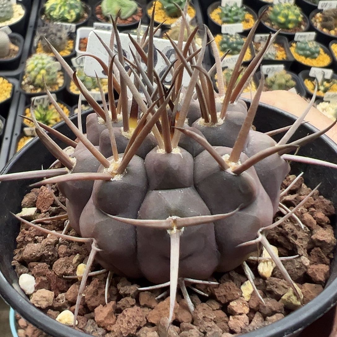 298五十铃守金摩天龙实生