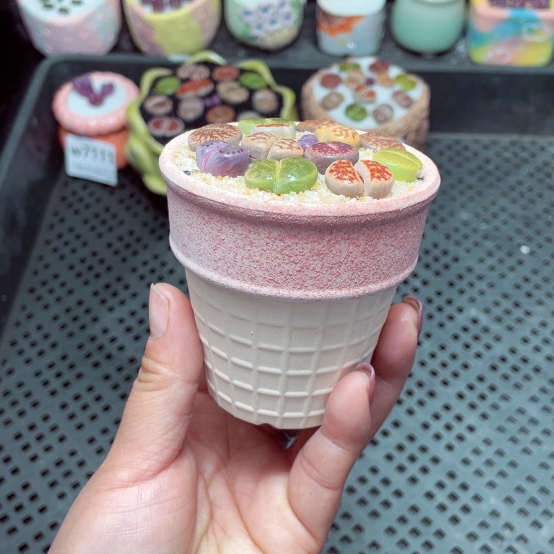 w7114 -零下地区拍保温箱-15支持寄养