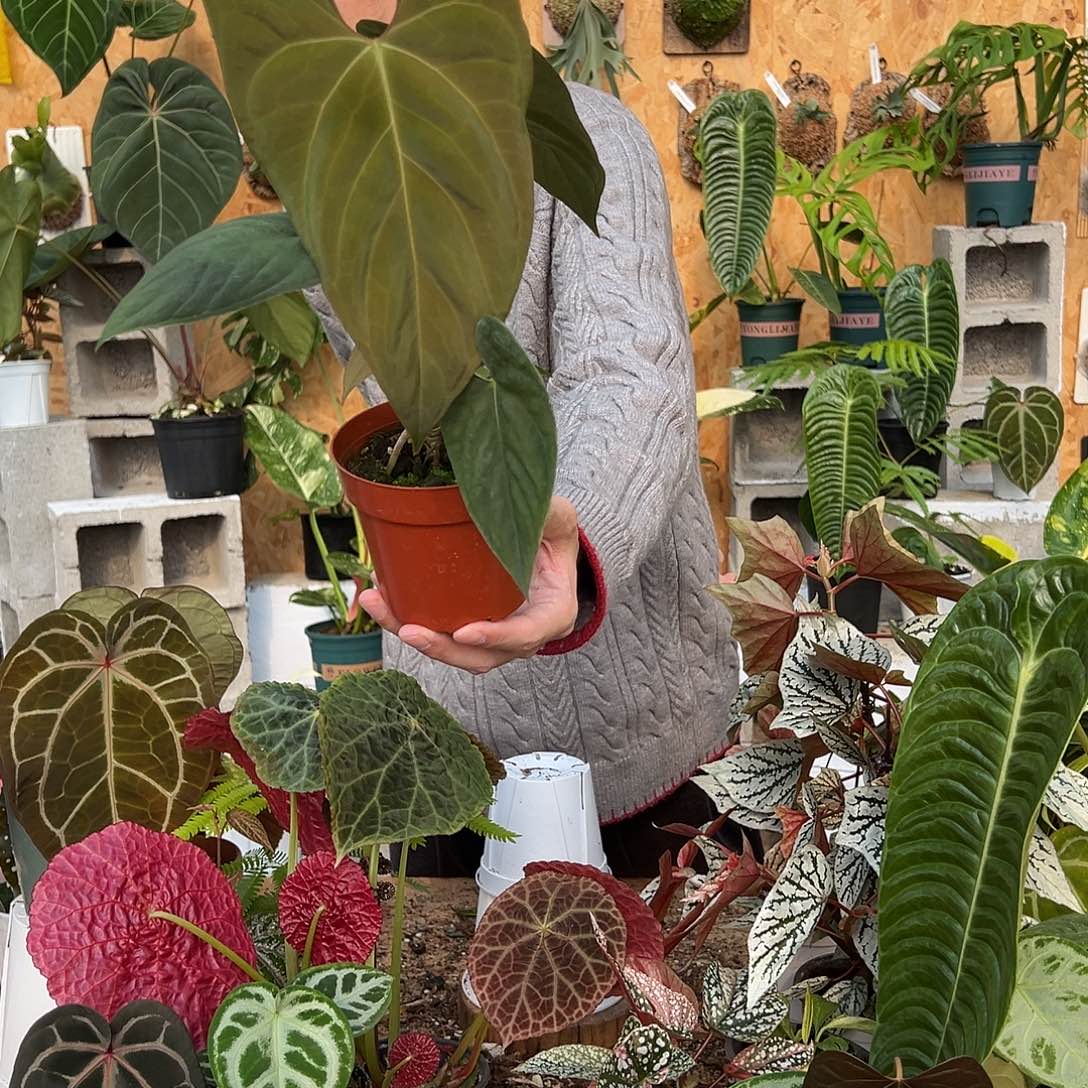 完全开放C12花烛1