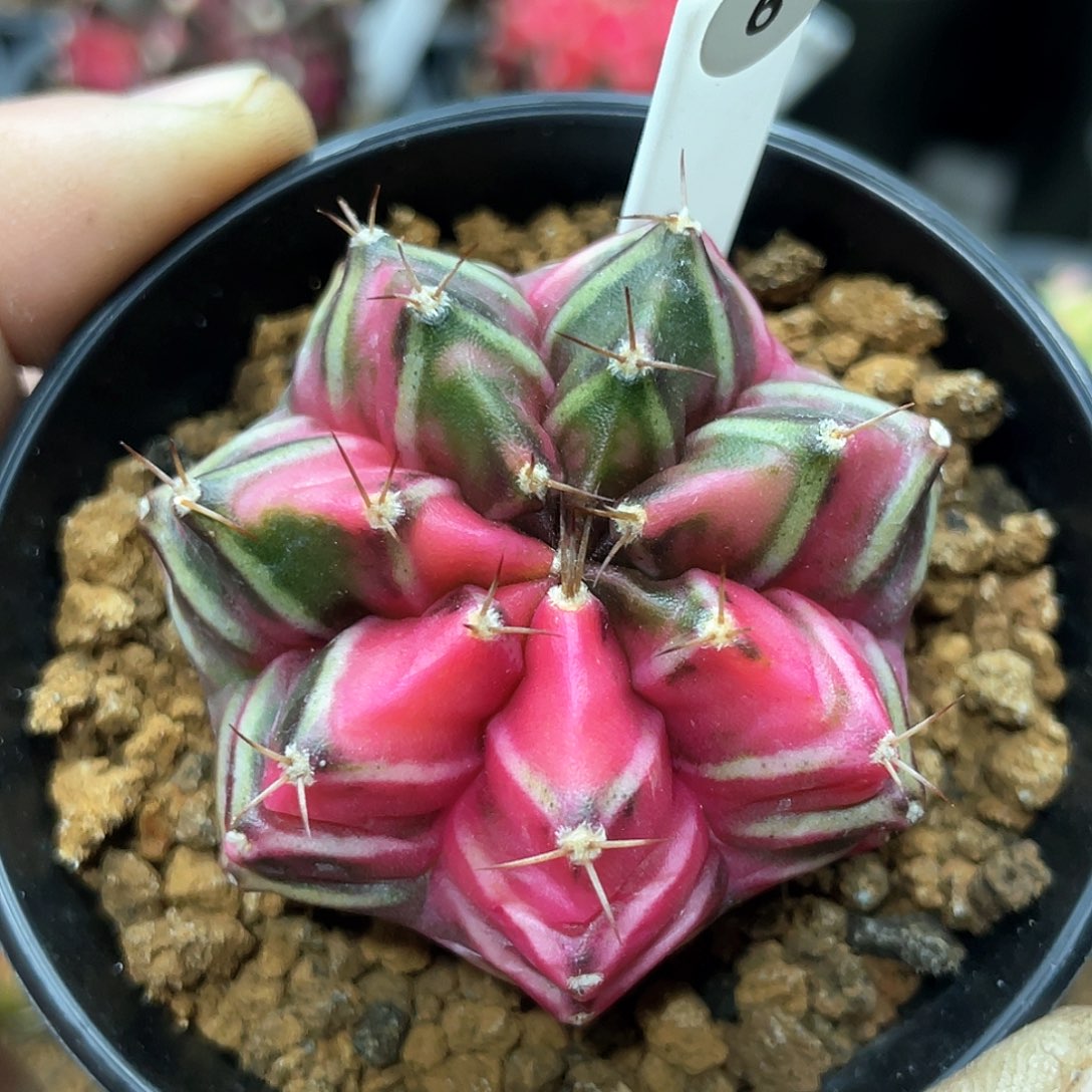 泰系实生根，粉钻米哈