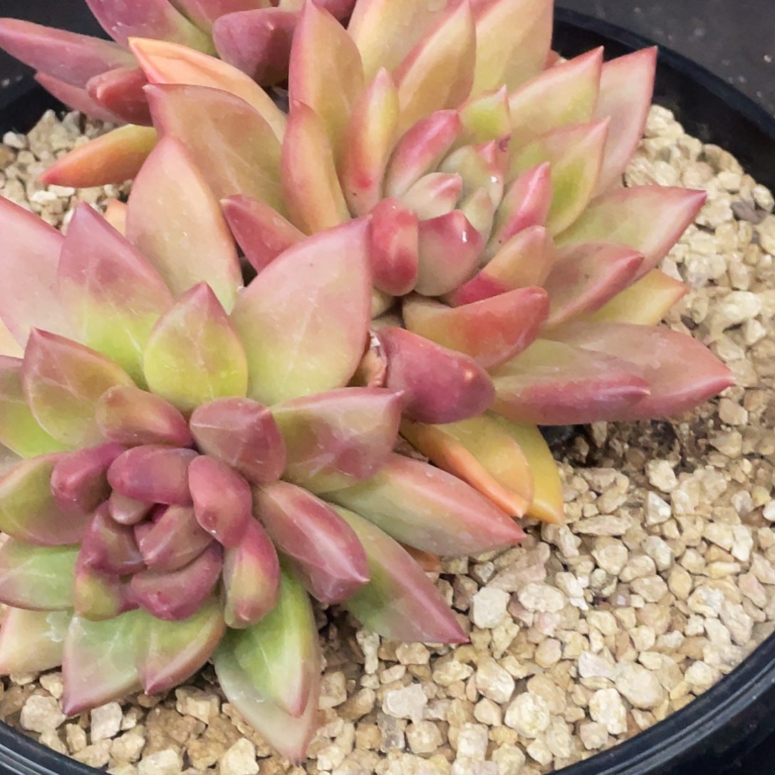 整桩无砍三头迷雾泡泡一颗