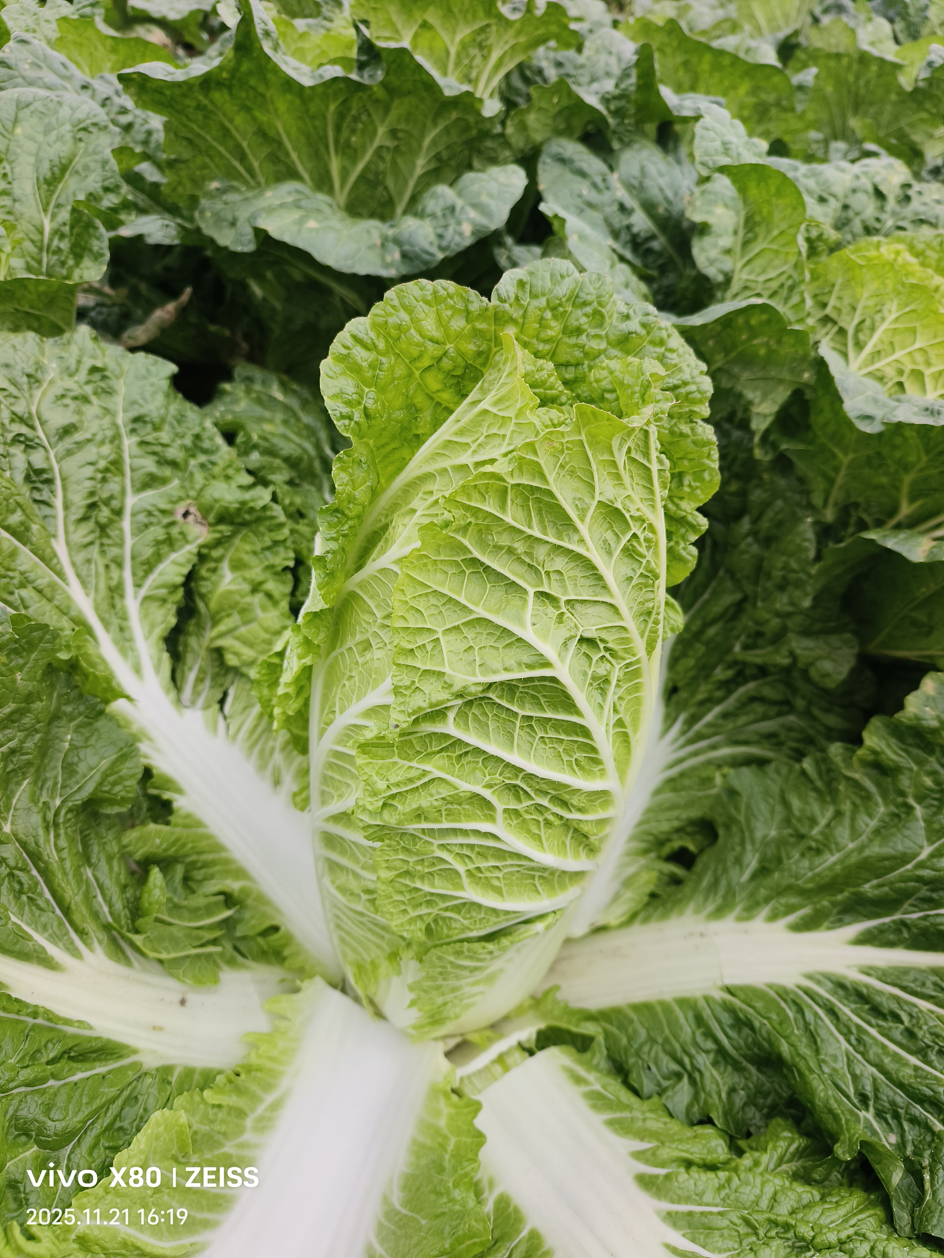 贵州高山农家自种新鲜大白菜下无污染无添加打过霜了下过雪蔬菜