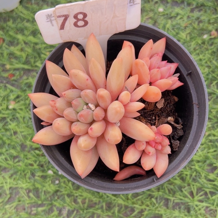 健健康康平平安安