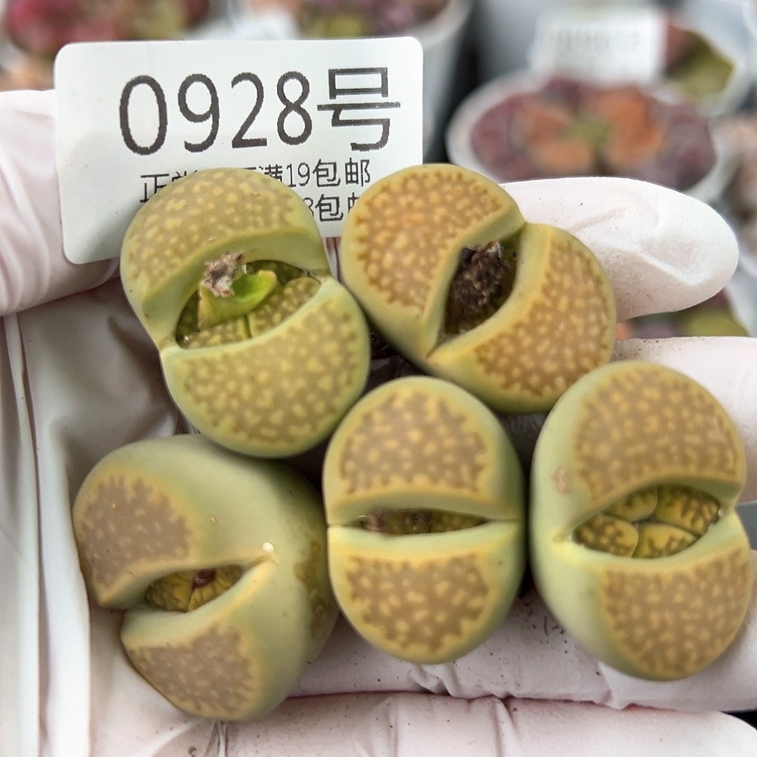 好养易活生石花大母本0928