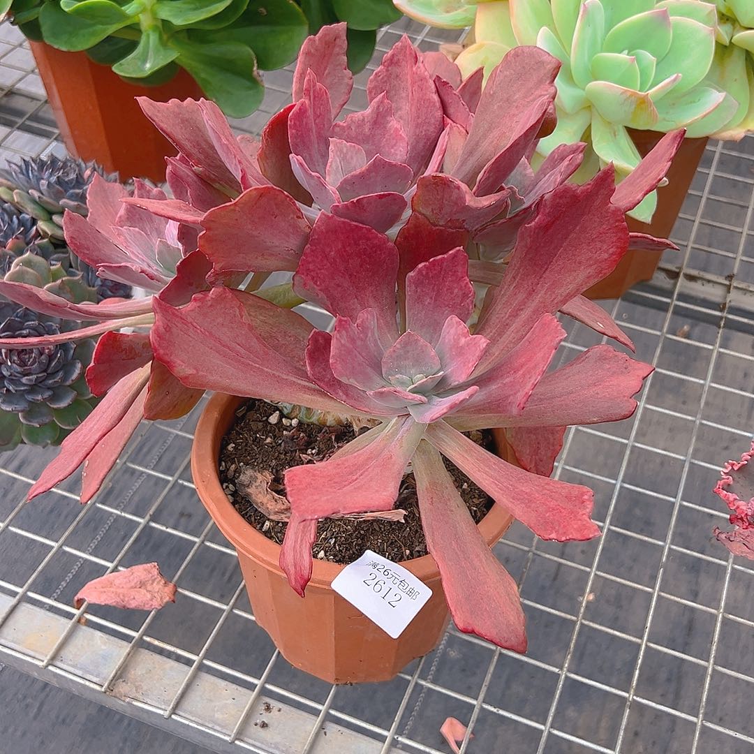 燕***2612砖石锦多肉植物