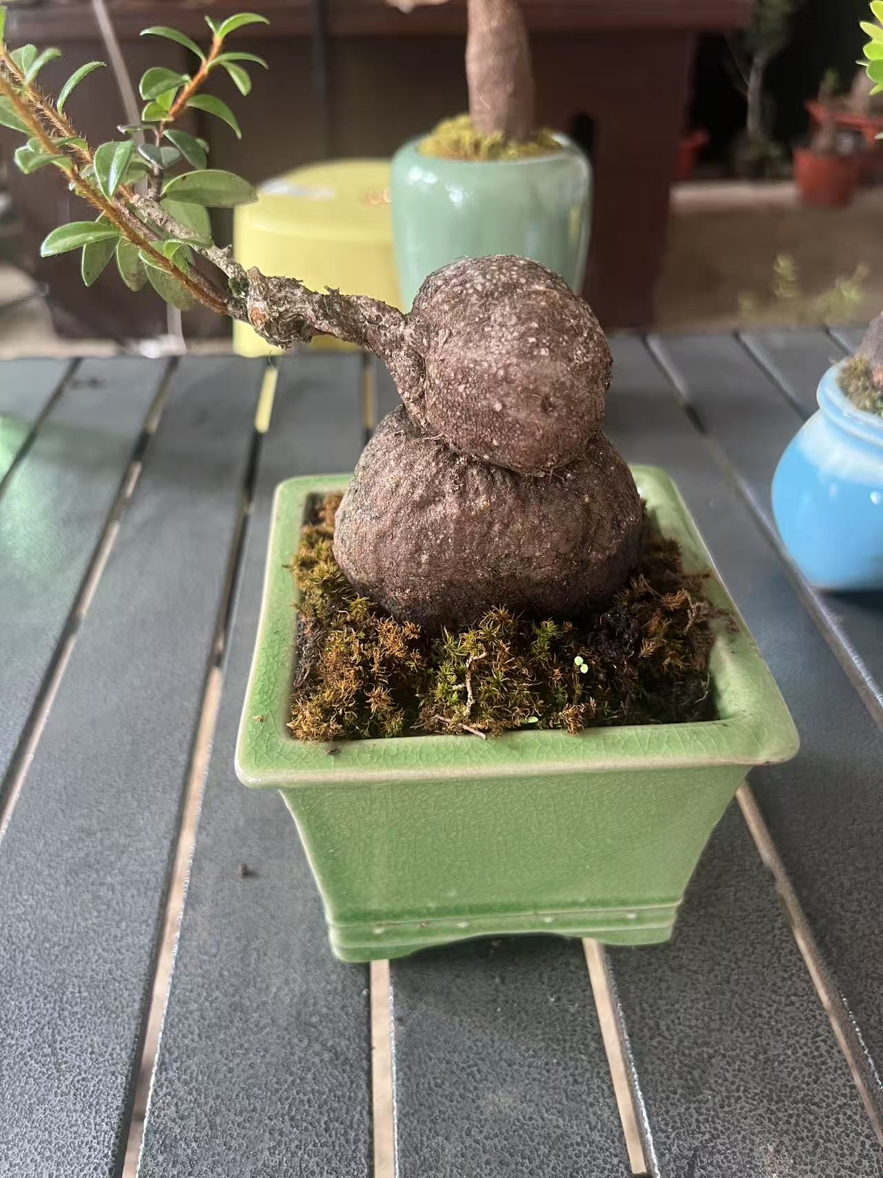 五翅梅米叶红花树萝卜