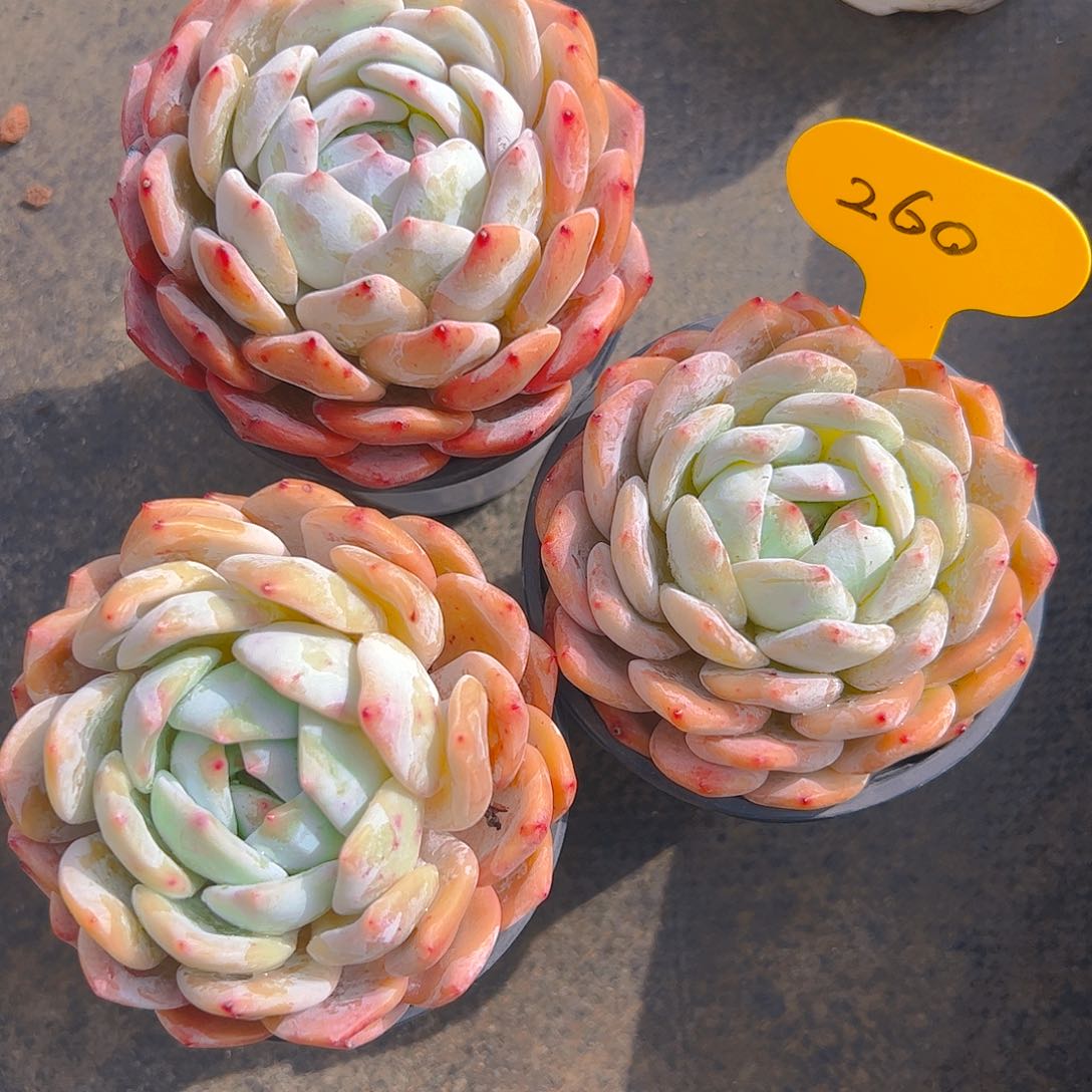 三颗韩橙260号一物一拍