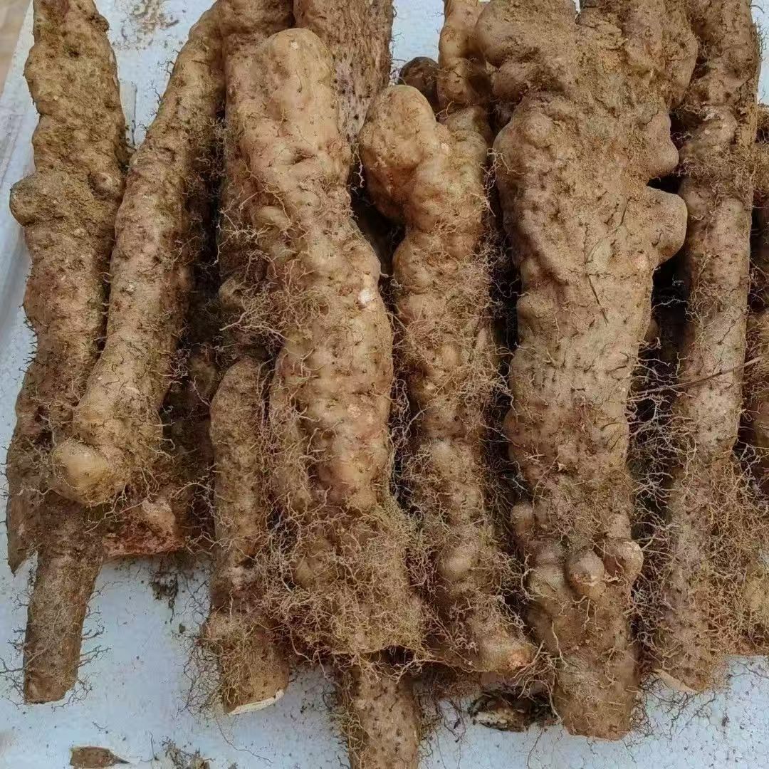山药     新鲜现挖软糯香甜营养高