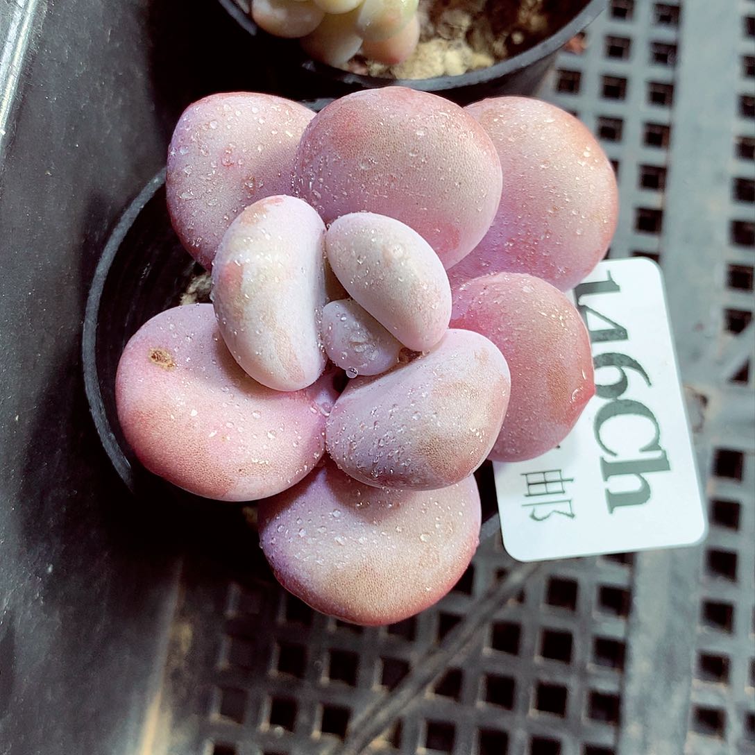 5厘米盆精控多肉146