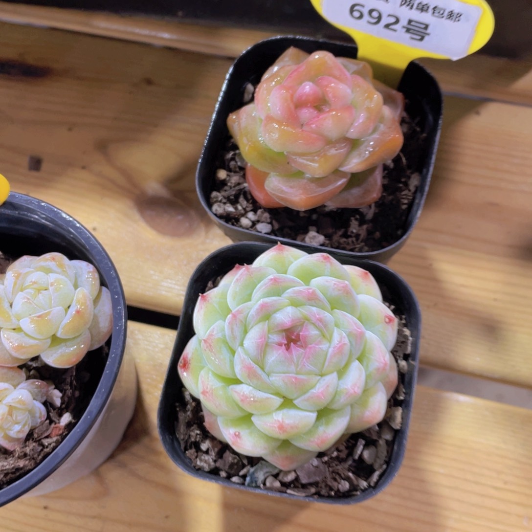 692号 珍妮糖心加白桃