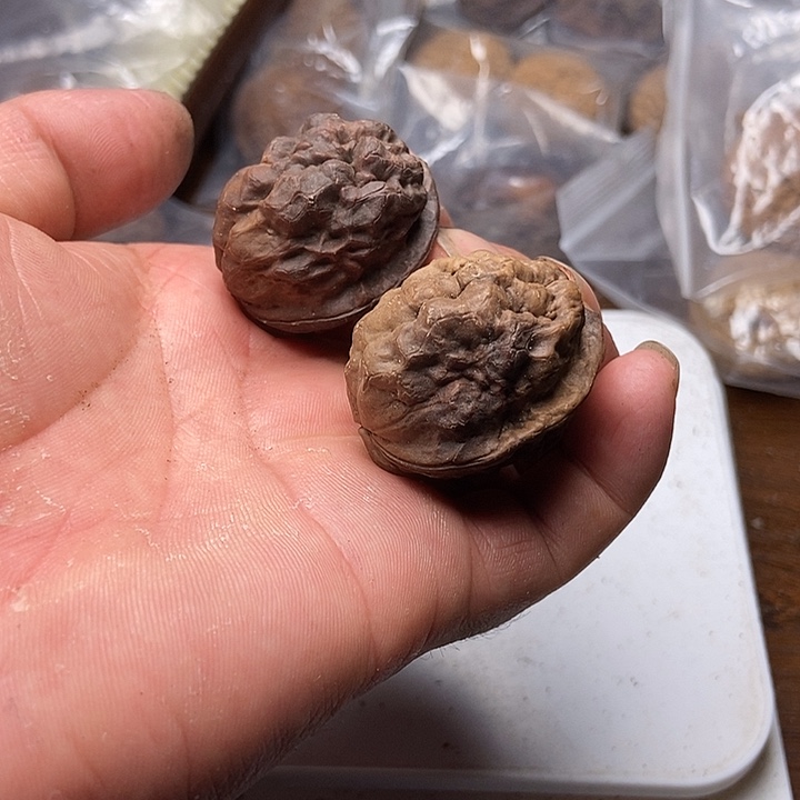 把件文玩核桃云南铁核桃炸福利直播间74号