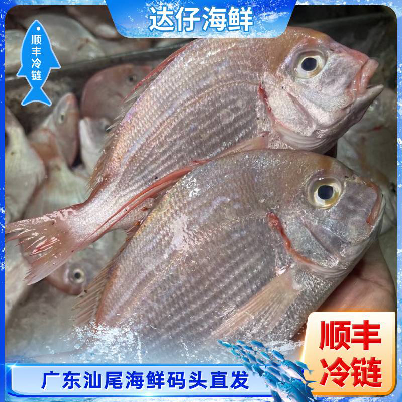 广东野生海捕赤棕鱼，红立鱼