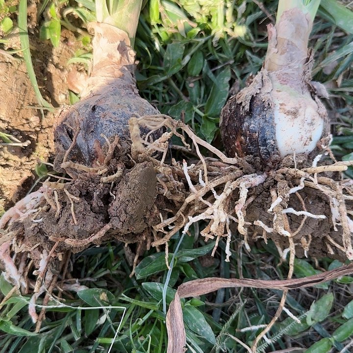 朱顶红一棵  7.0   