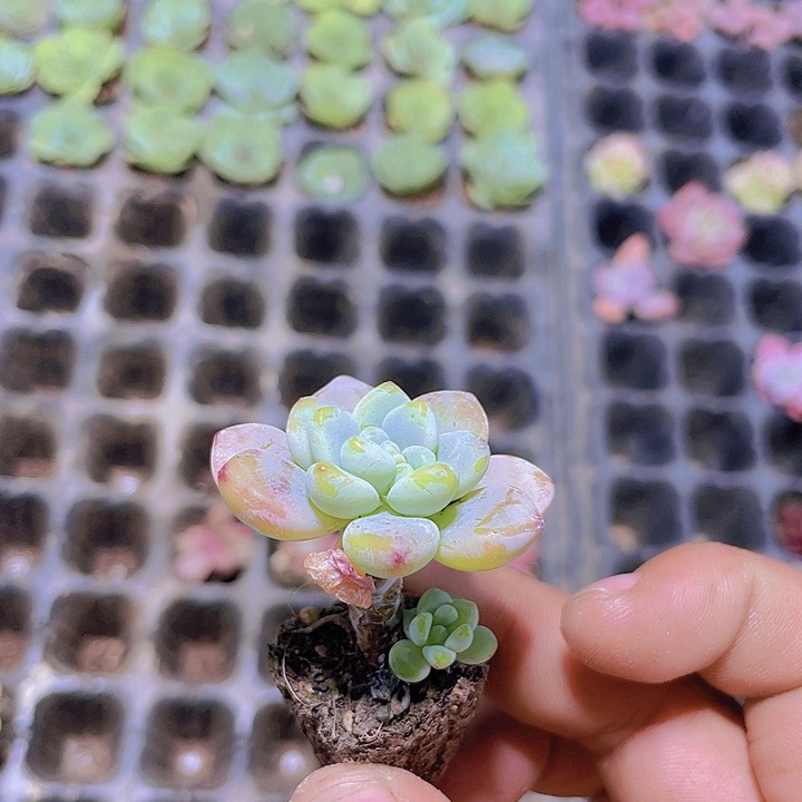 老桩劳尔【满10颗包邮】