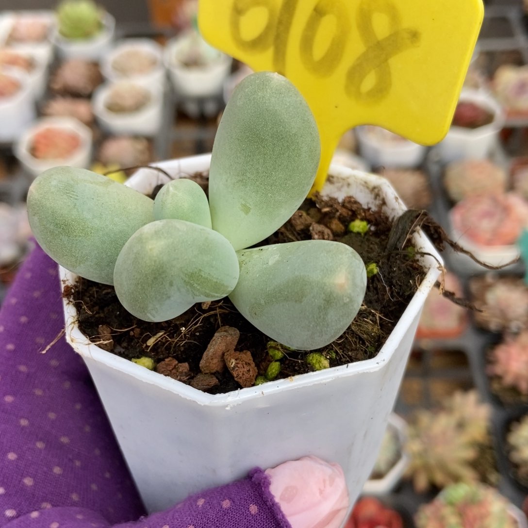 6108米可奶多肉植物