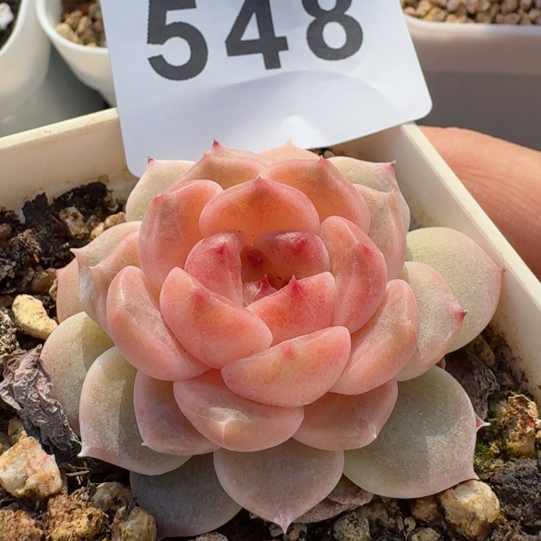 冰魄         精品多肉