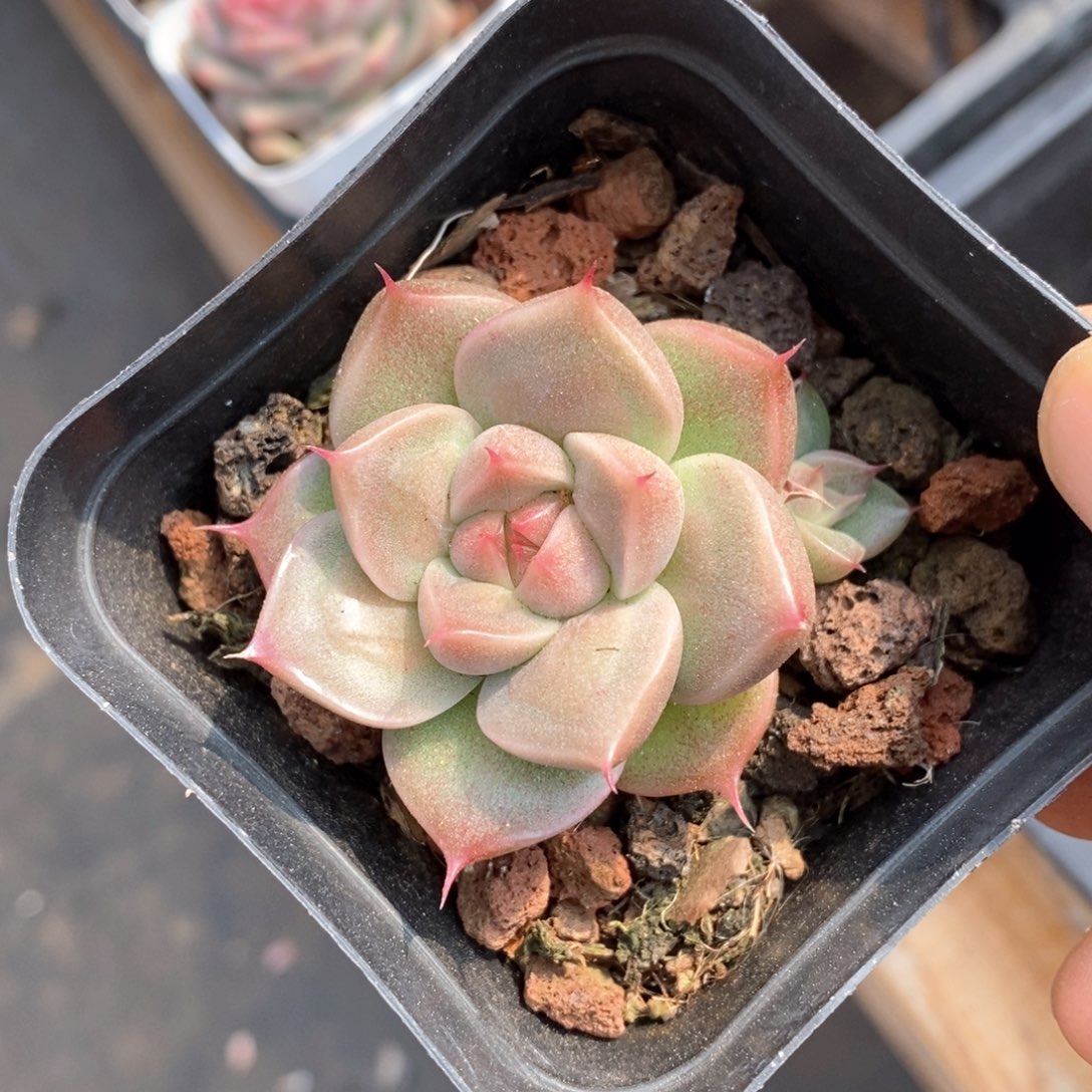 精品多肉一物一拍不包整35