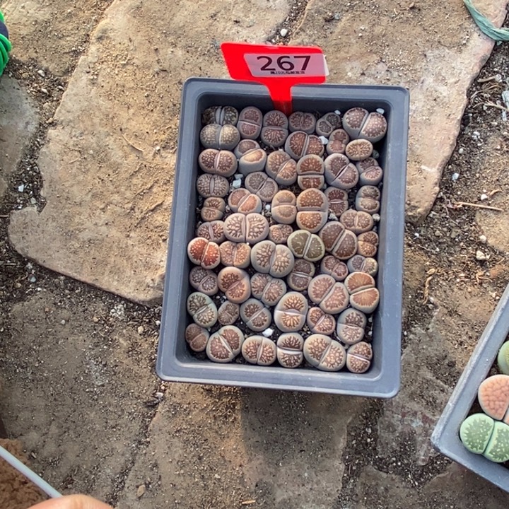 阳***5生石花等植物和植物267