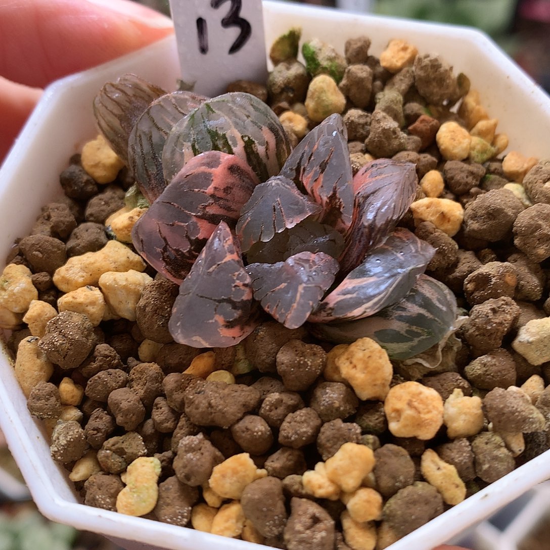 黑水晶玉露锦带盆土发货
