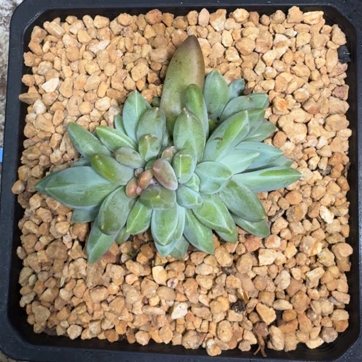 波光 群生 一物一拍