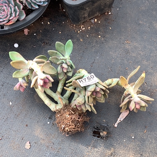 小***五芒果奶朵朵750 亏本处理退款拉黑7-8天发货