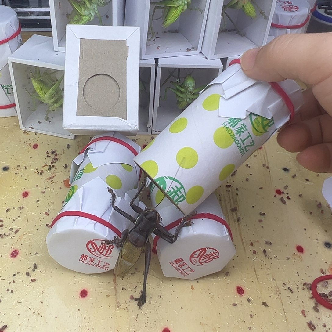 知***乐蟋蟀炮筒级别残疾蝈蝈