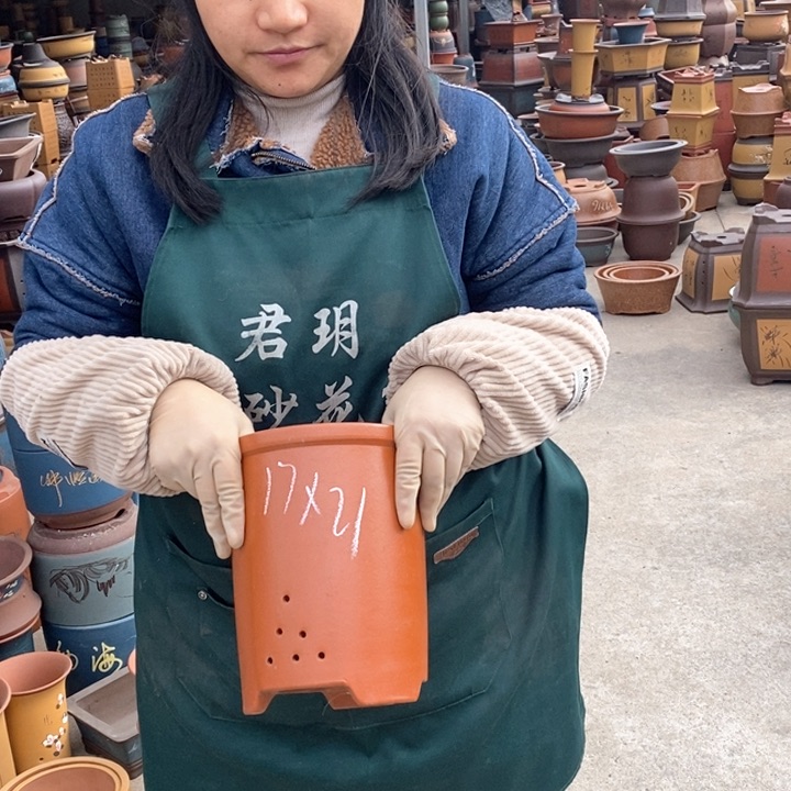 紫砂花盆盆栽花卉苗木种植