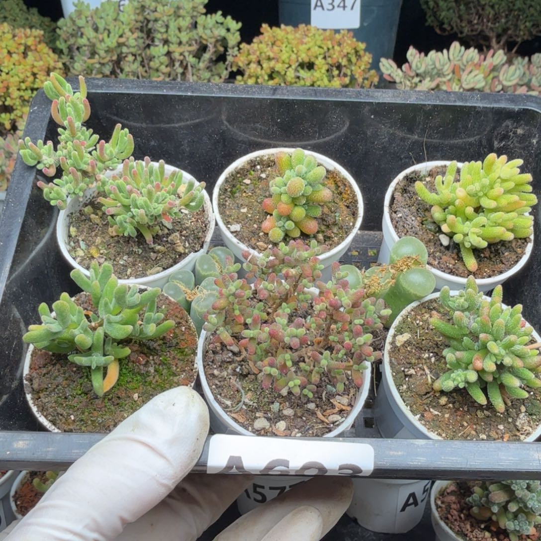 给***亩A603枝干加风铃一物一拍