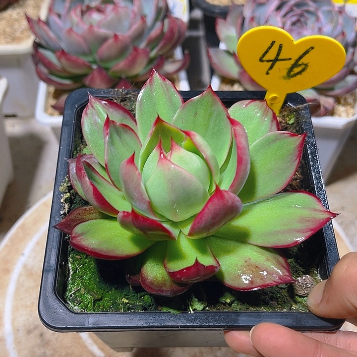 惊鸿仙子多肉植物46
