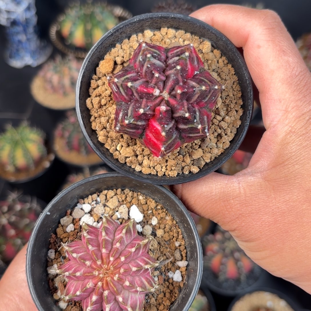 泰系米哈仙人球400