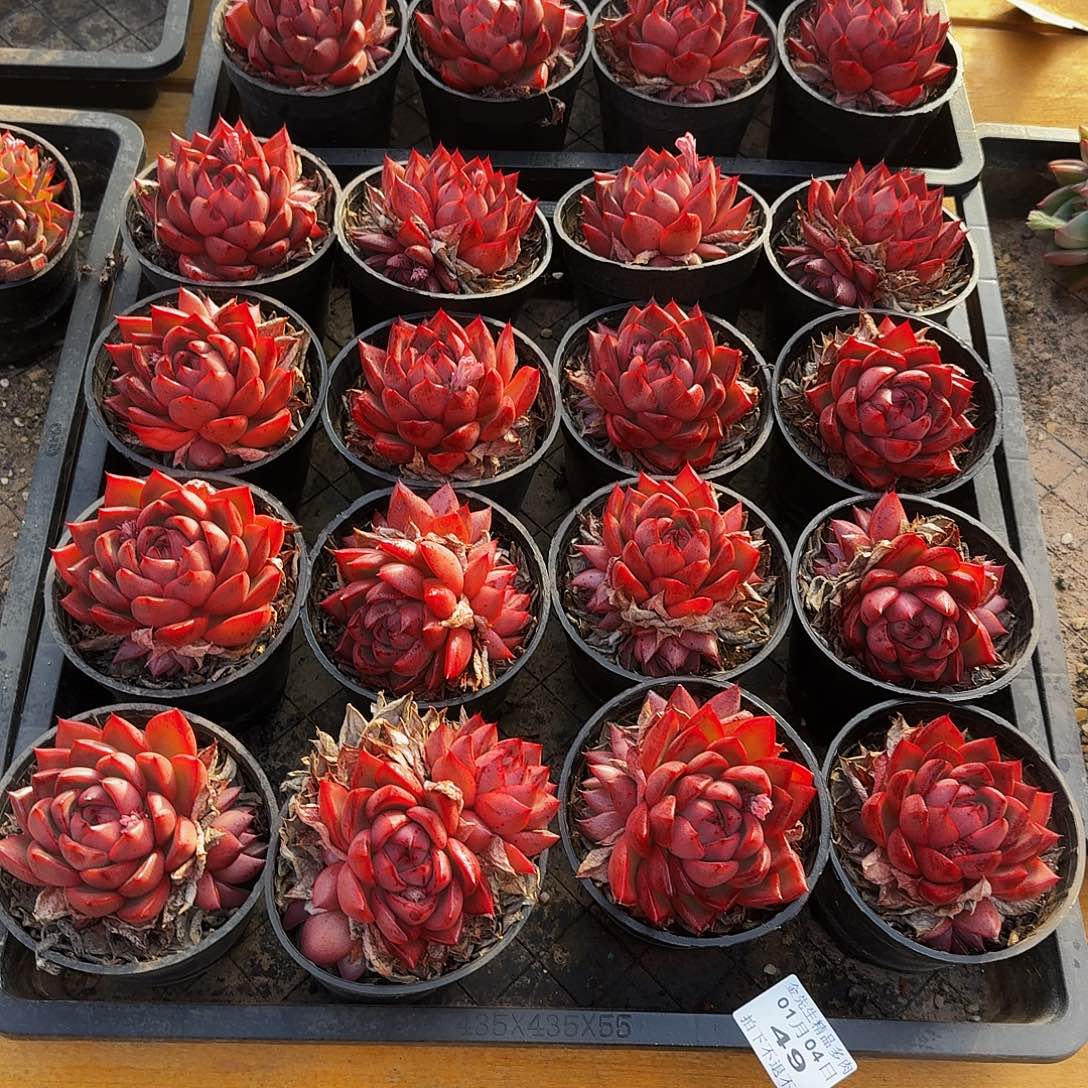 0104-49红色大单头量拍