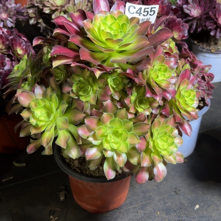 瑞妈一物一拍455