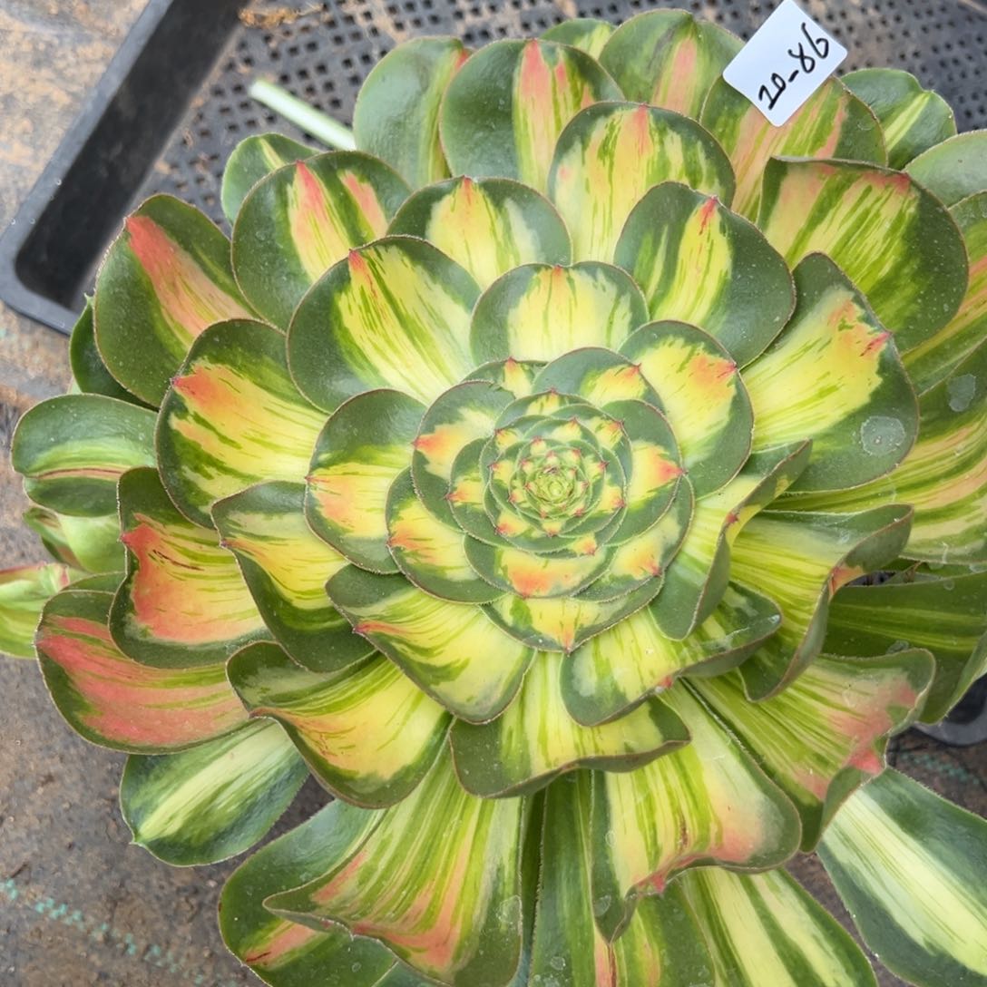 86暴君多肉植物一