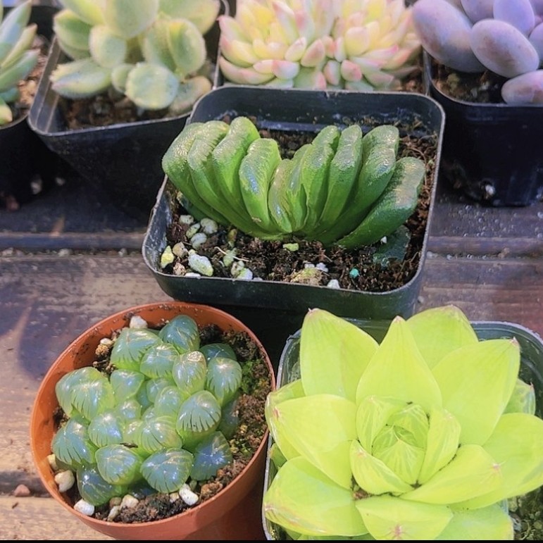 【满 9.9 包邮】玉扇玉露  黄金玉露  姬玉露5cm盆以直播间介绍为准