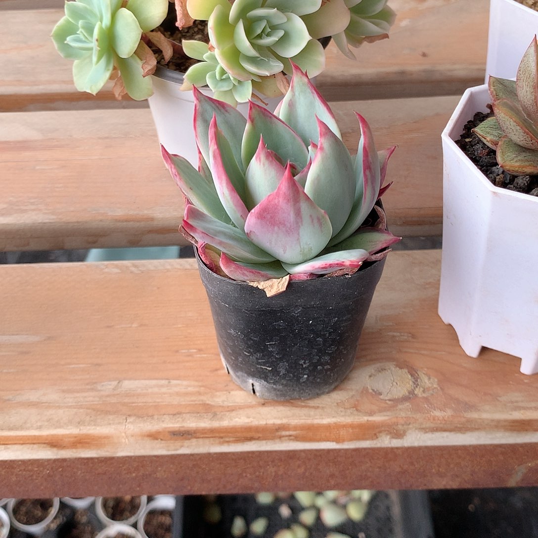 惊鸿仙子多肉植物老桩