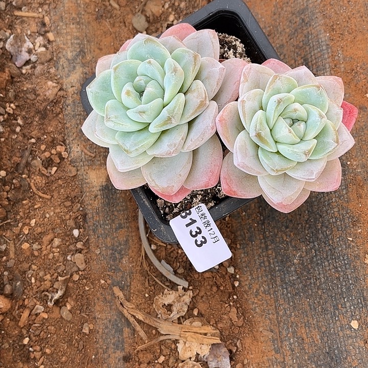 阿雅园艺。      3133