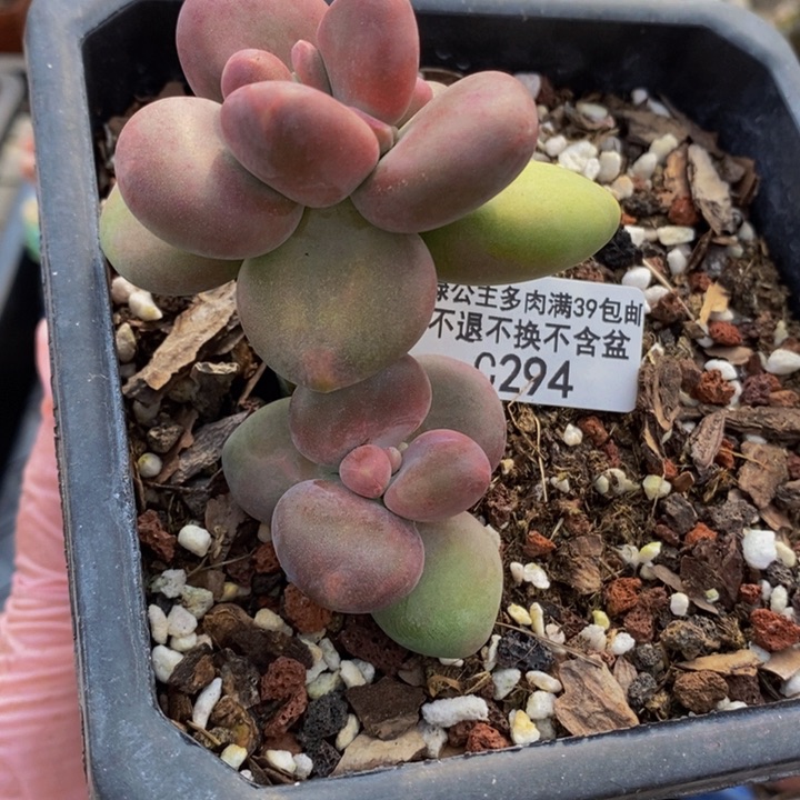 芒果奶双头294多肉植物