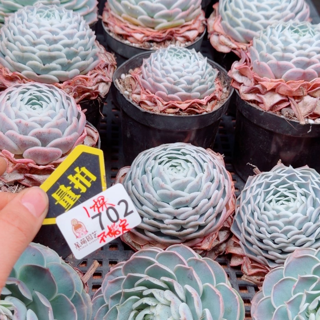 多肉植物多肉植物