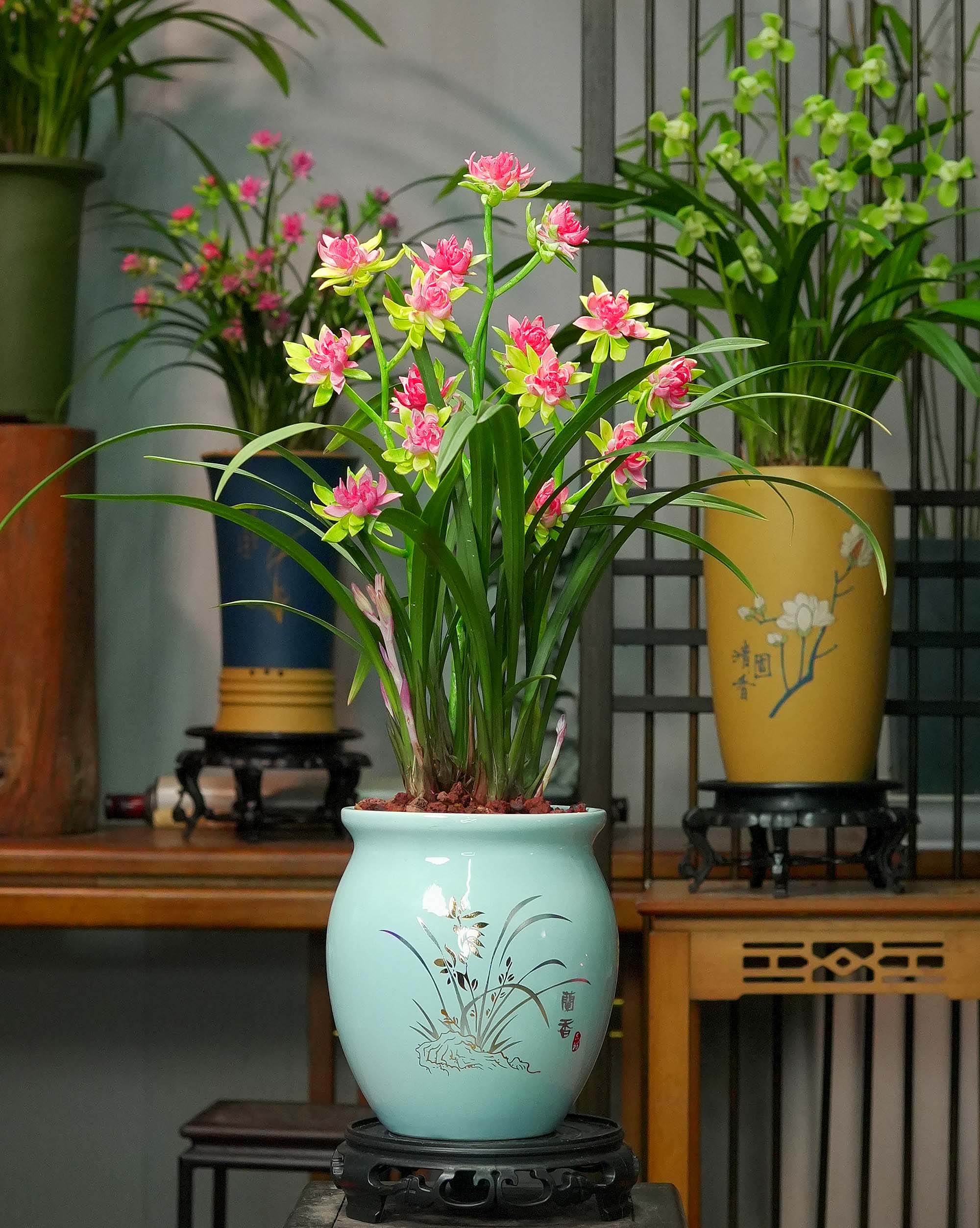 建兰铭品【天仙牡丹】富山带花苞陶瓷盆幽香兰花室内好养易活
