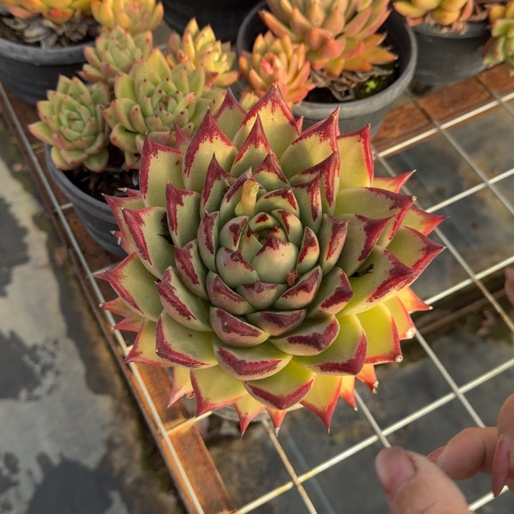 乌木单头多肉植物绿植 