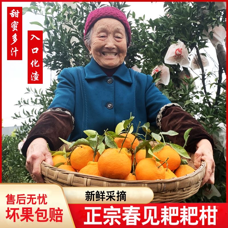 正宗四川春见耙耙柑5/8斤粑粑柑橘子新鲜水果当季丑桔八怪特甜