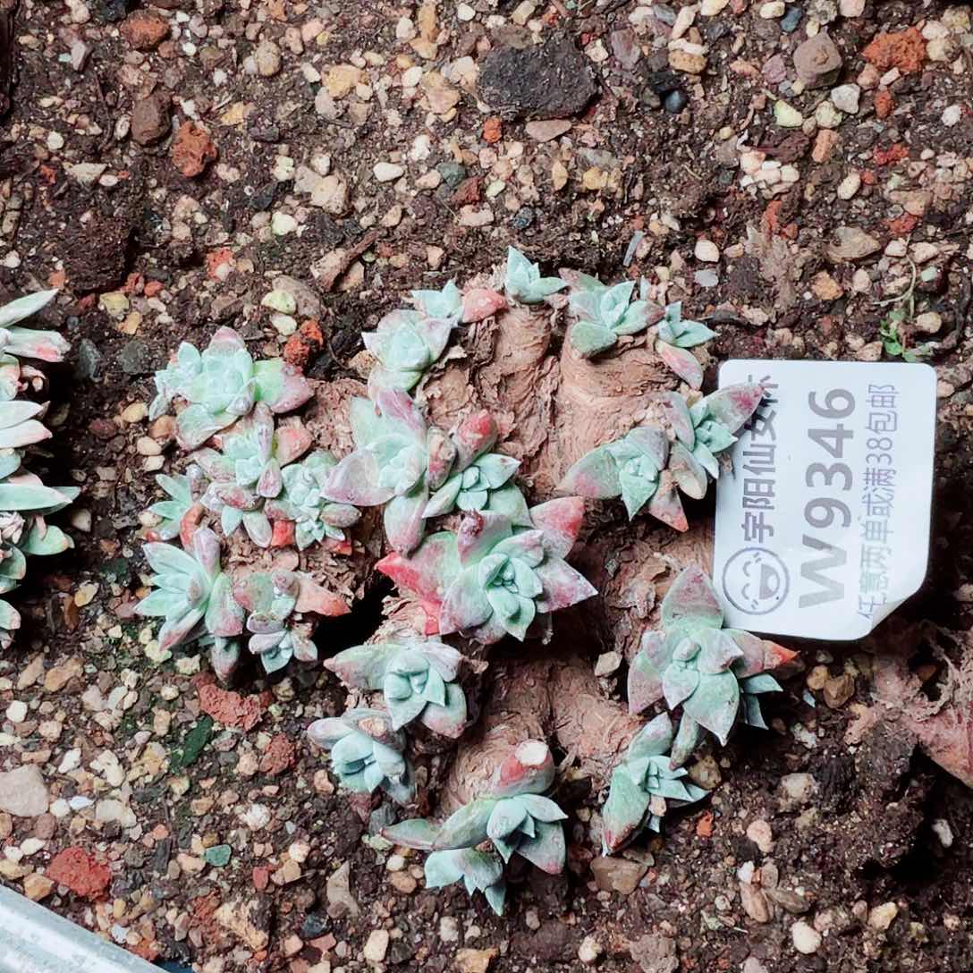 9346刘丹杂苹果叶多肉