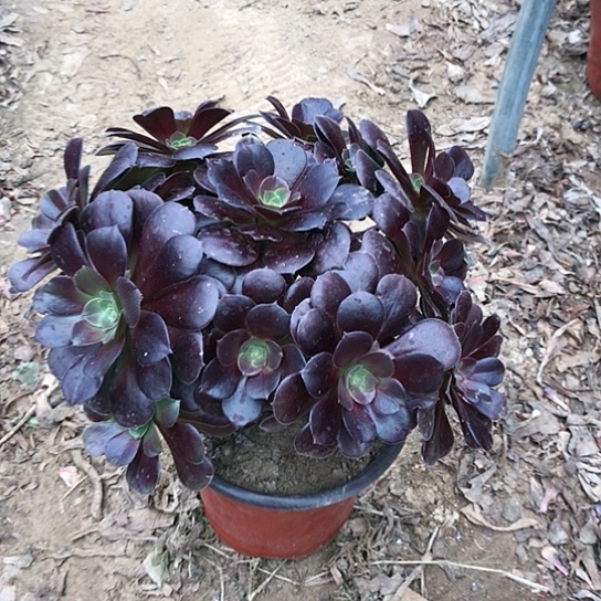 宝***器欧紫玫瑰法师000006