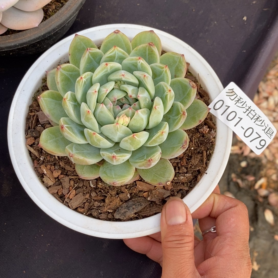 两单包邮0102-79雪花珍妮