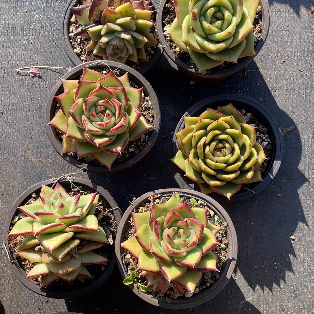 若如东云多肉E117